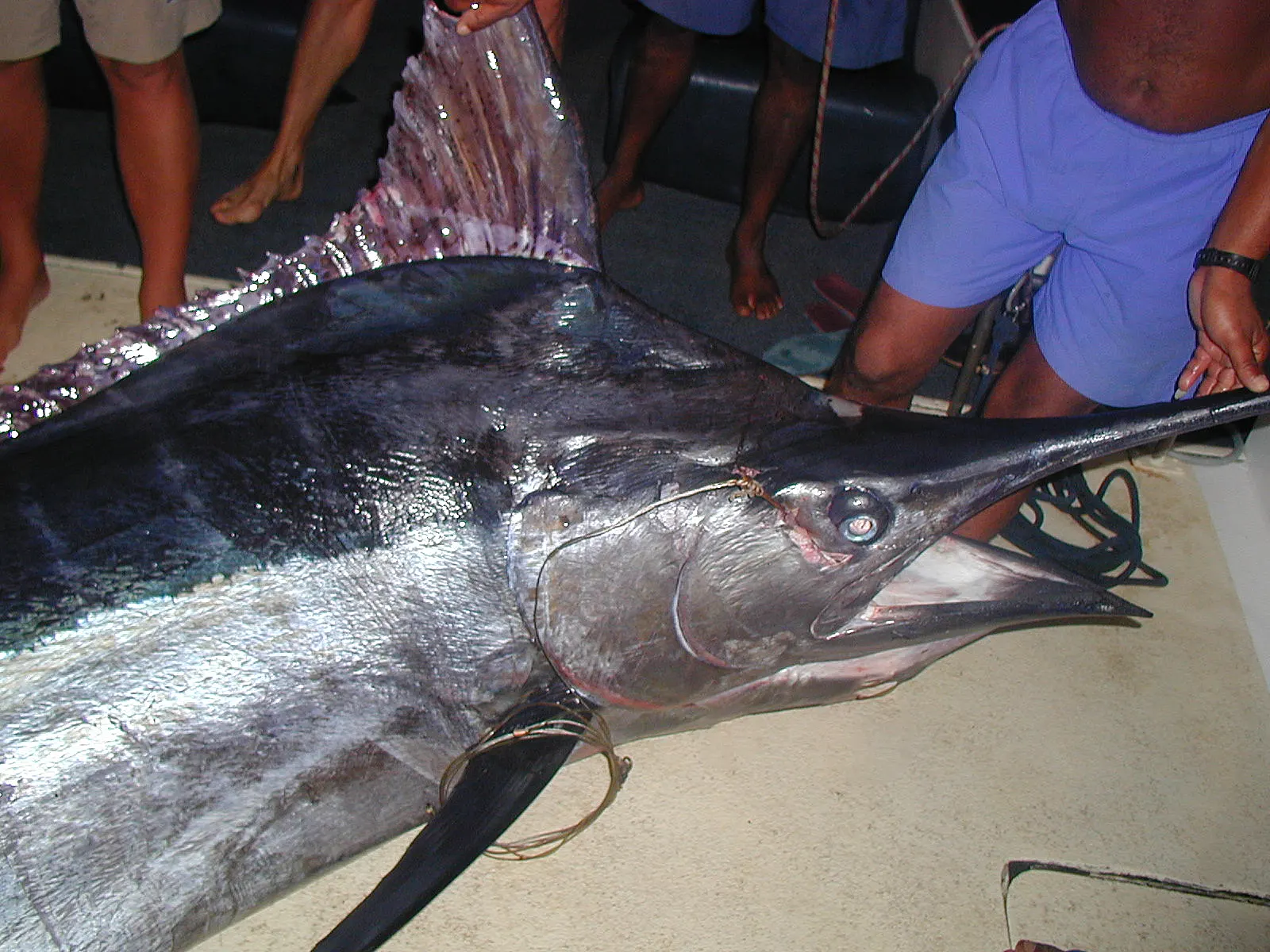 Marlin im Boot